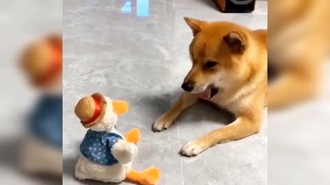 Funny Cute dog and doll duck fight with playing funny animal viral video clip 😂😂