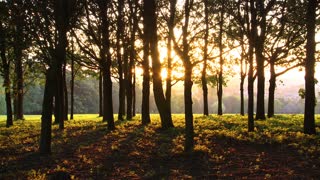 View Of Sunset Between Forest Trees