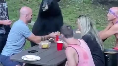 Black bear casually joins a family picnic