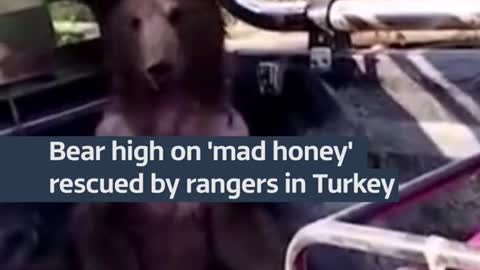 Bear high on ‘mad honey’ rescued by rangers in Turkey