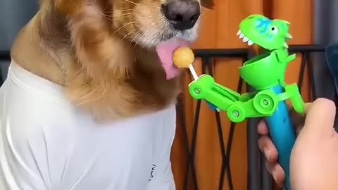 Dog_ Just because I_m good-natured doesn_t mean I won_t bite! funny dog videos.mp4