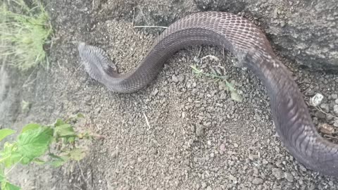 Indian cobra releasing