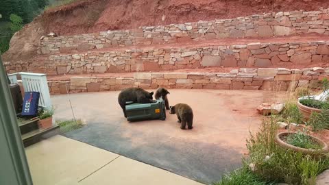 Bear-Proof Bins Thwart Bears