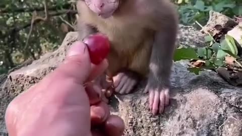 Animal monkye