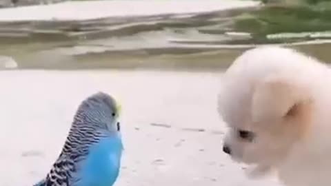 🦜 🦜 Parot🦜Puppy 💕💕 love 😘😘😘