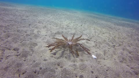 Amazing Free Swimming Feather Starfish "Crinoid" Dances on Ocean Floor