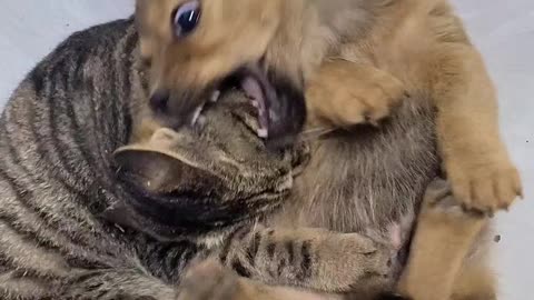 Cats and dogs fighting each other but very gentle way