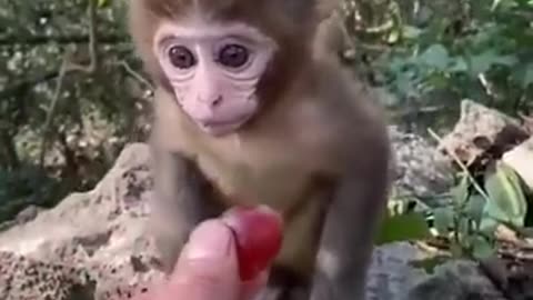 Funny smart cute animals