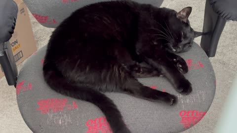 Adopting a Cat from a Shelter Vlog - Cute Precious Piper is a Very Dedicated Office Manager