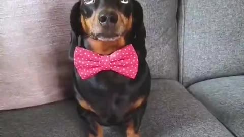 Dachshund Balances Bagels on Head