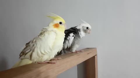 Budgies and Cockatiel Birds Playing and Feeding