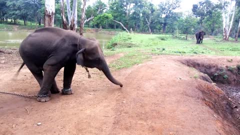 Baby Elephant calling his Dad by Dance