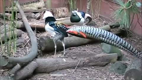 Most Beautiful Yellow Golden Pheasant And Wading Birds