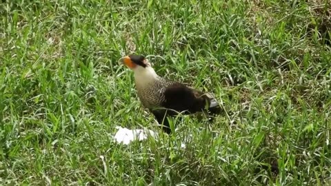 Crested Caracara's Hunt: A Deadly Feast 🦅🐦