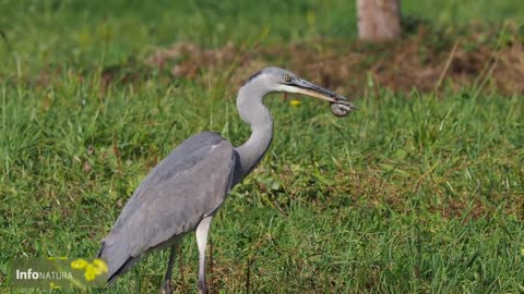 Vole eaten alive by grey heron - Graureiher verschlingt lebende Wühlmaus