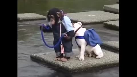 Monkey takes the dog to school