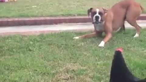 Chicken is attacking a dog Funny video