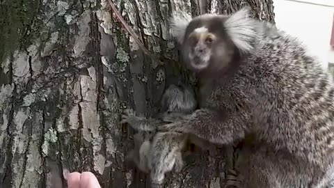 Kind stranger lends mother lion tamarin a helping hand ❤️