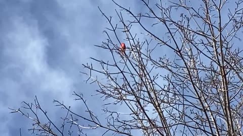 Northern cardinal