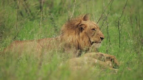 Male lion Stock HD Video Footage Wildlife Documentary or Videos.