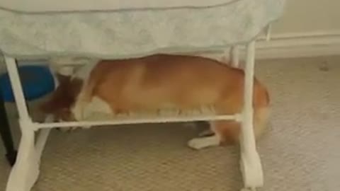 Corgi falls asleep in hilarious position