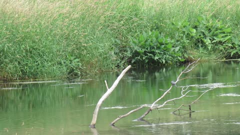 Belted Kingfisher Doing Some Fishing