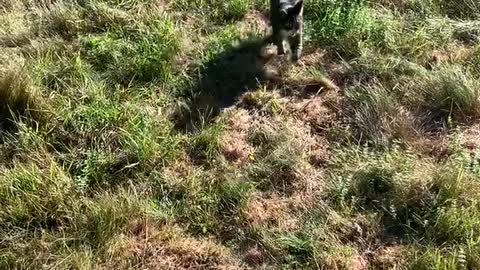 Cat joins dogs for walks.