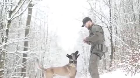 Army Dog - Fully Trained - Short video