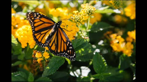 The Most Amazingly Beautiful Butterflies in the World