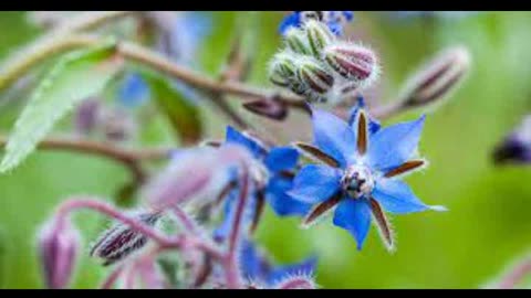 Borage ( Borage offcinalis)