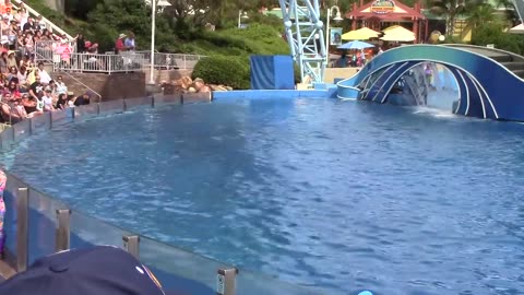 Dolphin Days (Full Show) at SeaWorld San Diego