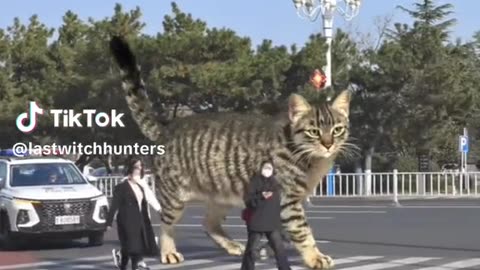 Biggest cat