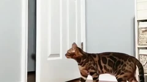 A cat that can close doors