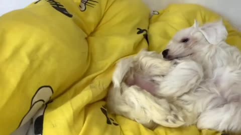 Dad Gives Kitten Massage And Puppy Nora Gets Jealous.