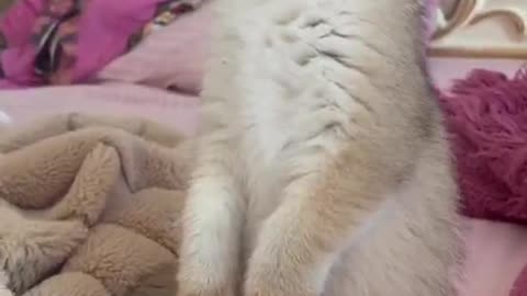 Adorable Kitten Stands in Disbelief