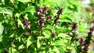 Gaza women create cosmetics from local herbs