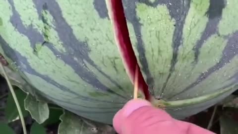 Very nice watermelon