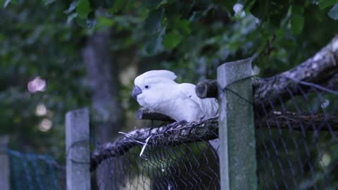 Watch dancing White cockatoo