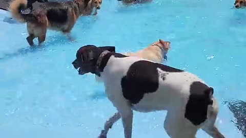 Pool day for the pups | Dogs Video |