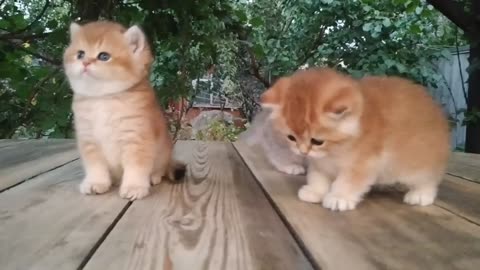 Three little Teddy kittens