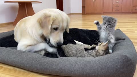 Golden Retriever's Reaction to Tiny Kittens Occupying his Bed!