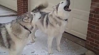 Alaskan Malamutes Howling at Siren