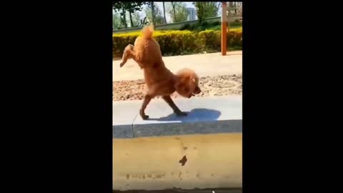 Dancing Funny Dog