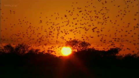 Budgerigars - Earthflight