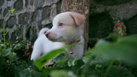 "Howl-tastic Cuteness Overload: Adorable Baby Golden Retriever Plays Fetch for the First Time!"