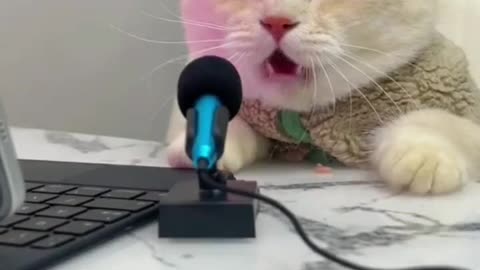 cat sound contest