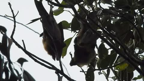 Flying Fox Mating