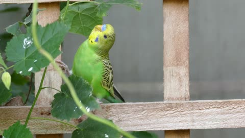 Funny Budgerigar playing