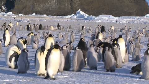 Emperor penguin colony at Antarctica 南極大陸のコウテイペンギンの群れ