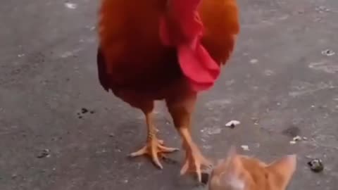 Funnyvideosanimals,Bestfunnyvidieoscatsandrooster